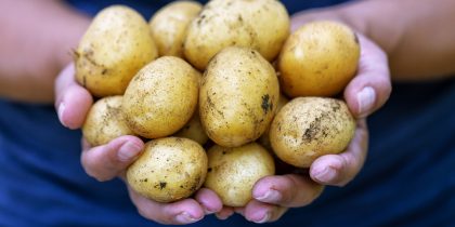 Dodatni problem su i cijene: Nestašica sjemenskog krompira u Srpskoj