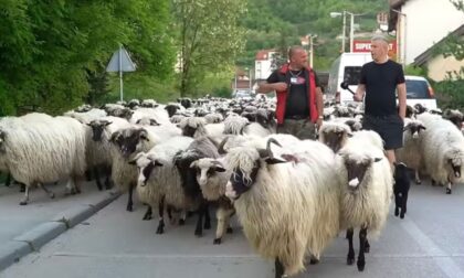 Tragikomična scena iz Travnika: Vodio ovce kroz rođakovu njivu, ovaj ga izudarao štapom i davio