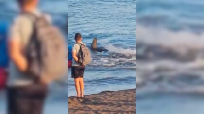 Još dvije plaže zatvorene: Dron snimio neman dugačku oko tri metra VIDEO