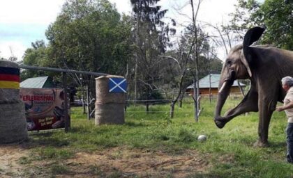 Zanimljivo! Afrička slonica Bubi predviđa pobjedu Njemačke na otvaranju Evropskog prvenstva VIDEO