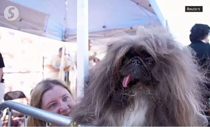 Ovo je najružniji pas na svijetu za 2024. godinu VIDEO