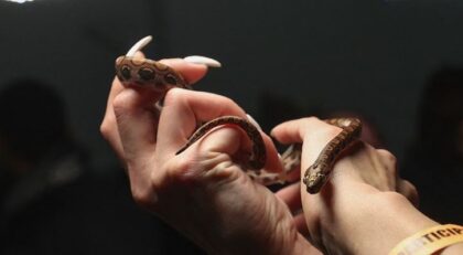 Brazilska boa nije bila u kontaktu s drugim zmijama godinama, a dobila 14 beba