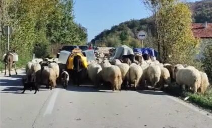 Svi čekaju dok stado ne prođe: Ovce zaustavile saobraćaj na Manjači VIDEO