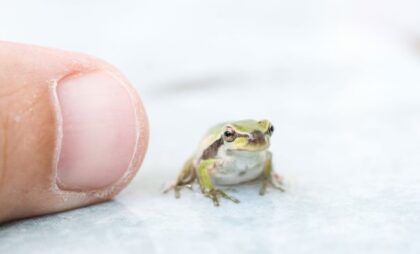 Minijaturno biće živi među listovima: U Brazilu otkrivena žaba manja od nokta (FOTO)