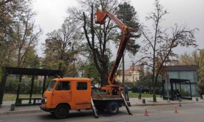 Akcija u Banjaluci: Uklanjanje više od 60 oboljelih stabala i sadnja novih