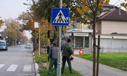 Za bolju vidljivost: U toku orezivanje grana oko saobraćajne signalizacije