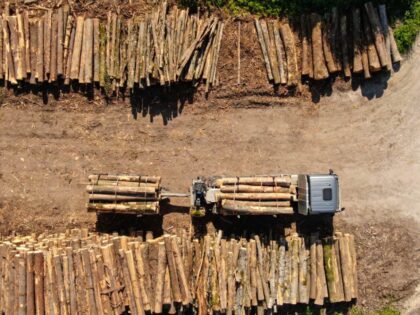 Banjalučanin završio iza rešetaka: Ukrao 11 trupaca sa lagera šumskog gazdinstva