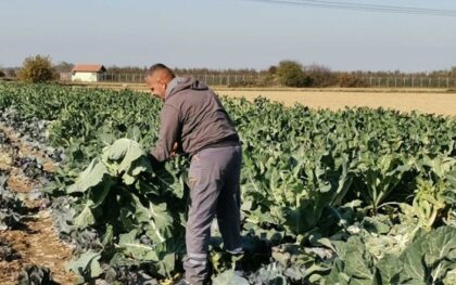 Proizvođači u Semberiji profitirali: Karfiol nikad skuplji, kilogram kao nekad puna kartonska kutija