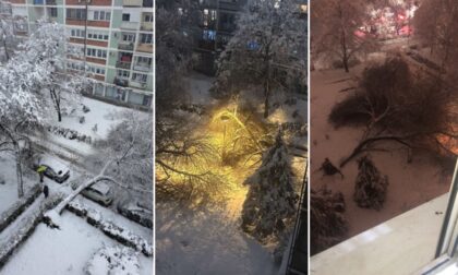 U jednom naselju pala čak četiri stabla: U kakvom je to stanju drveće u Banjaluci FOTO