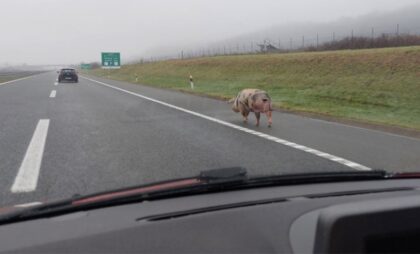 Više nego neobičan prizor: Svinja šeta auto-putem Banjaluka – Gradiška VIDEO