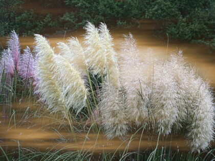 Svi su ludi za pampas travom: Mnogi ne znaju koliko može biti štetna