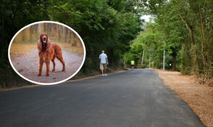 Basara o slučaju trovanja pasa na Banj brdu: Čekaju se rezultati toksikološke analize