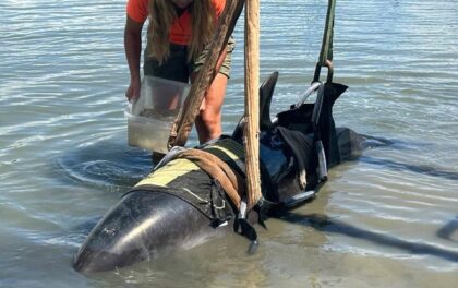 Drama na pecanju: Delfin težak više od 400 kilograma uskočio u čamac