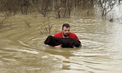 Svaka čast! Stočar skočio u ledenu vodu da spasi tele koje se davilo FOTO